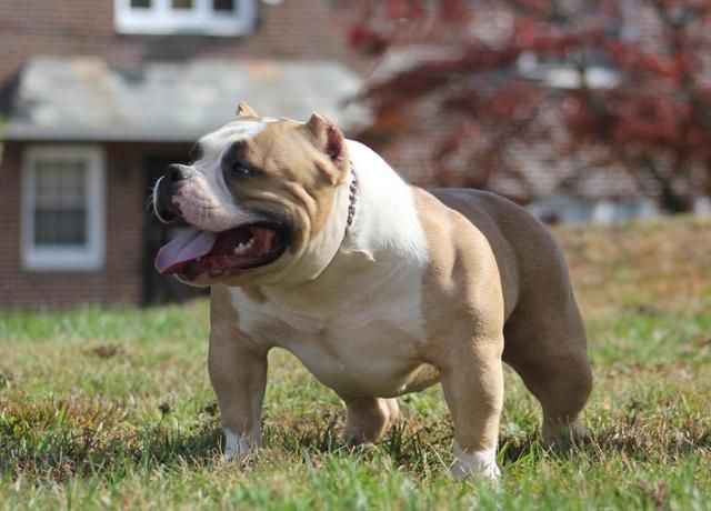 finder beme mystique bully finder beme mystique bully